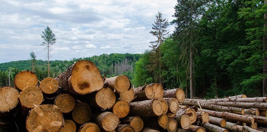 UK. Pension schemes to tackle deforestation in climate push