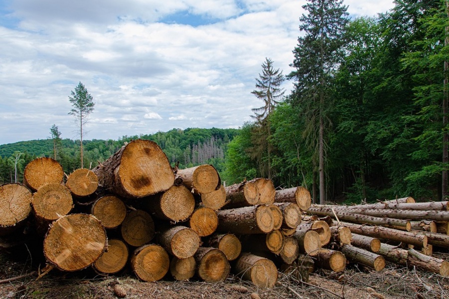 UK. Pension schemes to tackle deforestation in climate push