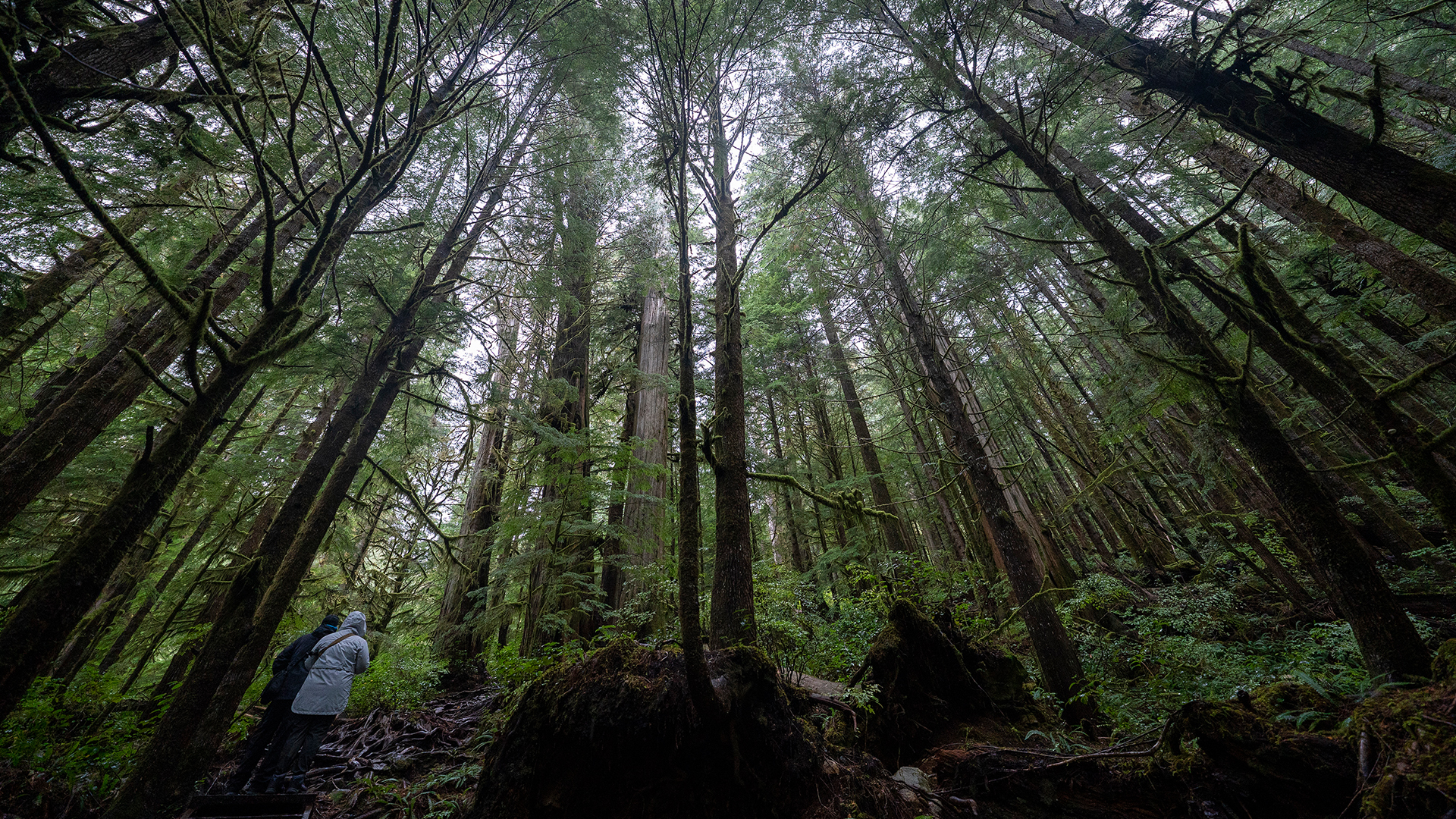 Amid market volatility and an ageing population, natural assets endure