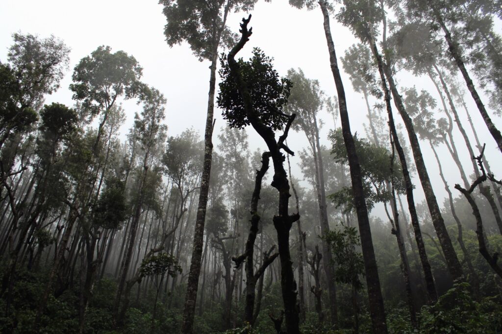 Simplified asset manager sustainability reporting could hamper green investments