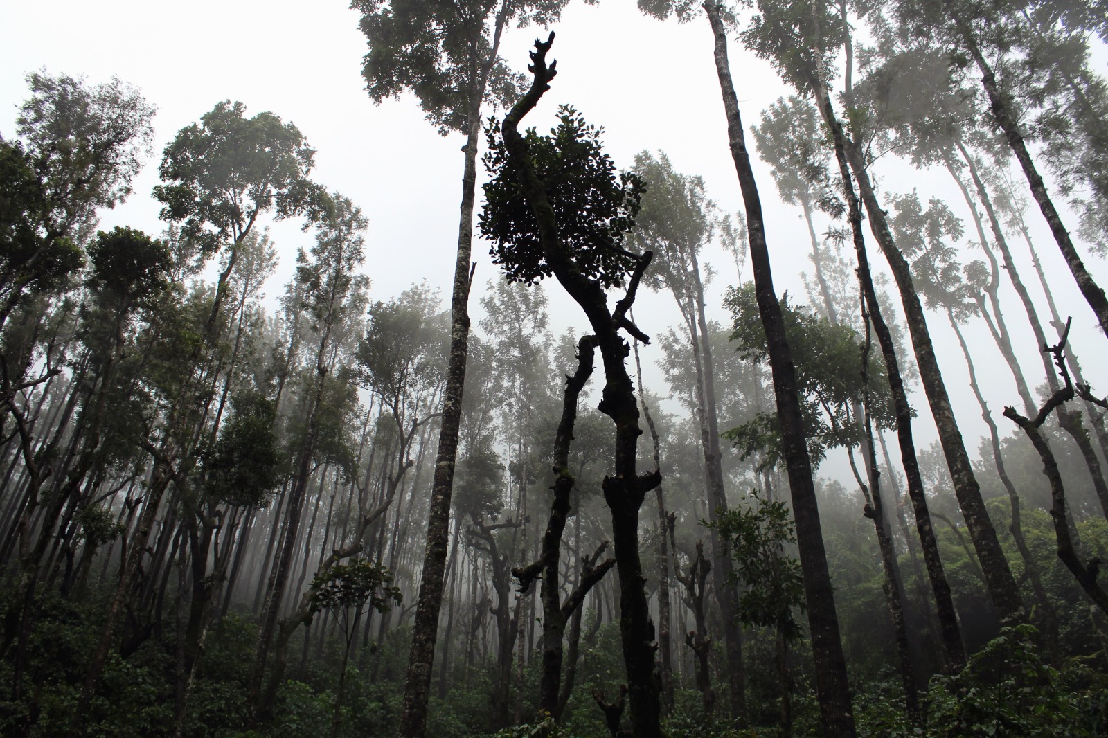 Simplified asset manager sustainability reporting could hamper green investments